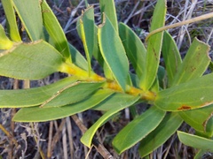 Liparia splendens comantha
