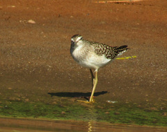Tringa glareola