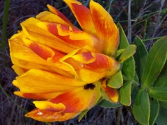 Liparia splendens comantha