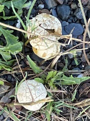 Lycoperdon marginatum