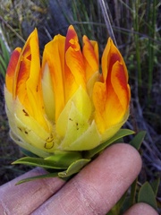 Liparia splendens comantha