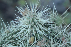 Cylindropuntia