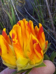 Liparia splendens comantha