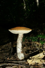 Leccinum aurantiacum