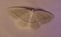 Campaea perlata