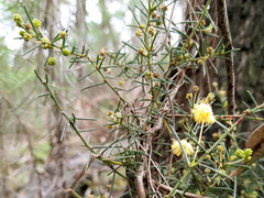 Acacia aculeatissima