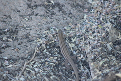 Aspidoscelis sonorae