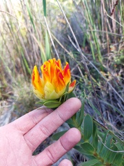 Liparia splendens comantha