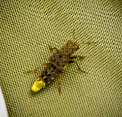 Ontholestes cingulatus