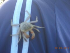 Aratus pisonii