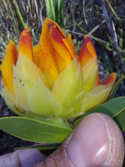 Liparia splendens comantha