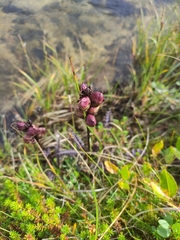 Scheuchzeria palustris