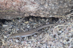 Aspidoscelis sonorae