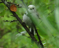 Aegithalos caudatus