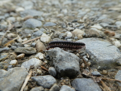 Strongylosoma