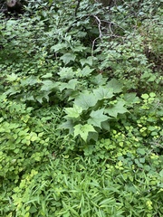 Rubus odoratus