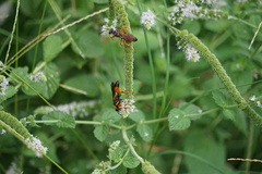 Sphex ichneumoneus