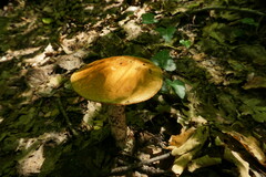 Leccinum aurantiacum