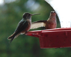 Selasphorus platycercus