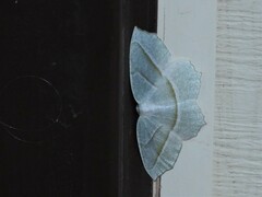Campaea perlata