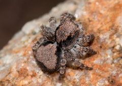 Euophryini