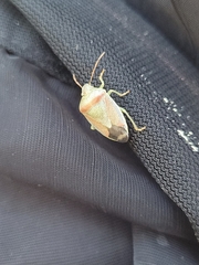 Piezodorus lituratus