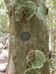 Cardiodactylus guttulus