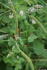 Sphex ichneumoneus