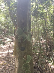 Cardiodactylus guttulus