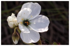 Drosera cistiflora