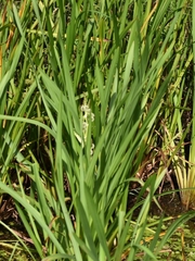 Sparganium erectum