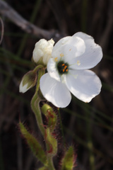 Drosera cistiflora