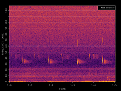 Barbastella barbastellus