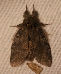Peridea angulosa