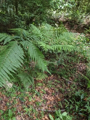 Pteris wallichiana