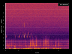 Barbastella barbastellus