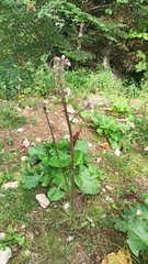 Cirsium