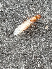 Camponotus castaneus