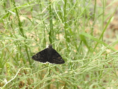 Erynnis funeralis