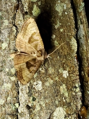 Phlogophora periculosa