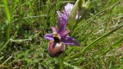 Ophrys sphegodes aveyronensis