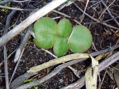 Crassula