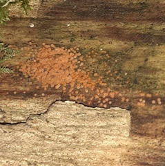 Hydropisphaera