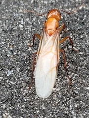Camponotus castaneus