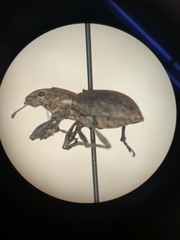 Pantomorus cervinus