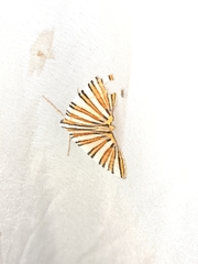 Pityeja histrionaria