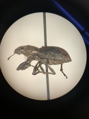 Pantomorus cervinus
