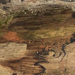 Hydropisphaera