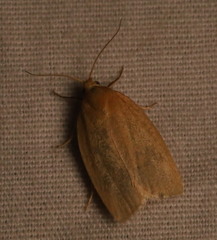 Clepsis clemensiana