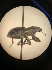 Pantomorus cervinus